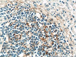 VCAM-1 Rabbit anti-Human, Polyclonal, Proteintech 150 &mu;L; Unconjugated:Antibodies,