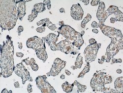 VCAM-1 Rabbit anti-Human, Polyclonal, Proteintech 150 &mu;L; Unconjugated:Antibodies,