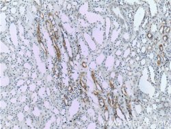 VCAM-1 Rabbit anti-Human, Polyclonal, Proteintech 150 &mu;L; Unconjugated:Antibodies,