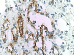 VCAM-1 Rabbit anti-Human, Polyclonal, Proteintech 150 &mu;L; Unconjugated:Antibodies,
