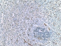 VCAM-1 Rabbit anti-Human, Polyclonal, Proteintech 150 &mu;L; Unconjugated:Antibodies,