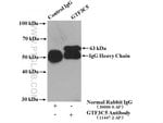 Thumbnail_GTF3C5 Rabbit anti-Human, Mouse, Rat, Polyclonal, Proteintech:Anticorps:Anticorps