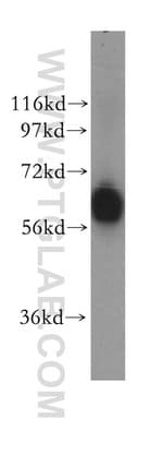 Thumbnail_GTF3C5 Rabbit anti-Human, Mouse, Rat, Polyclonal, Proteintech:Anticorps:Anticorps
