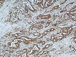 NQO1 Rabbit anti-Human, Polyclonal, Proteintech 150 &mu;L; Unconjugated:Antibodies,