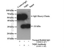 NQO1 Rabbit anti-Human, Polyclonal, Proteintech 150 &mu;L; Unconjugated:Antibodies,
