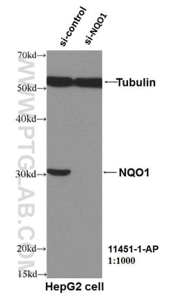 NQO1 Rabbit anti-Human, Polyclonal, Proteintech 150 &mu;L; Unconjugated:Antibodies,