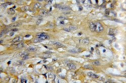 MZB1 Rabbit anti-Human, Polyclonal, Proteintech:Antibodies:Primary Antibodies