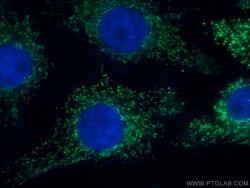 COX6A1 Rabbit anti-Human, Mouse, Rat, Polyclonal, Proteintech 150 &mu;L;