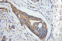 COX6A1 Rabbit anti-Human, Mouse, Rat, Polyclonal, Proteintech 150 &mu;L;