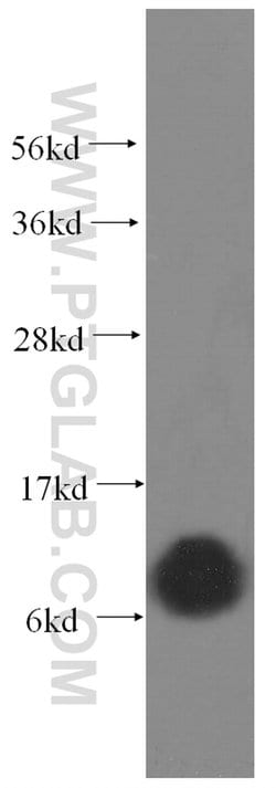 COX6A1 Rabbit anti-Human, Mouse, Rat, Polyclonal, Proteintech 150 &mu;L;