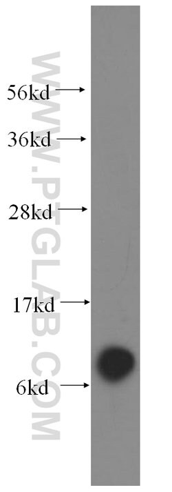 COX6A1 Rabbit anti-Human, Mouse, Rat, Polyclonal, Proteintech 150 &mu;L;