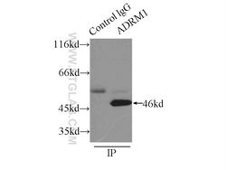 ADRM1 Rabbit anti-Human, Mouse, Rat, Polyclonal, Proteintech:Antibodies:Primary