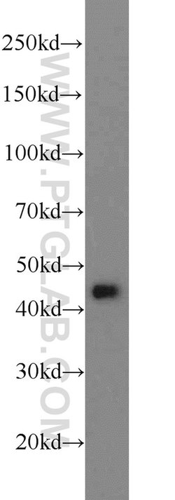 ADRM1 Rabbit anti-Human, Mouse, Rat, Polyclonal, Proteintech:Antibodies:Primary