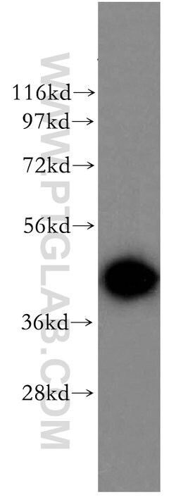 ADRM1 Rabbit anti-Human, Mouse, Rat, Polyclonal, Proteintech:Antibodies:Primary