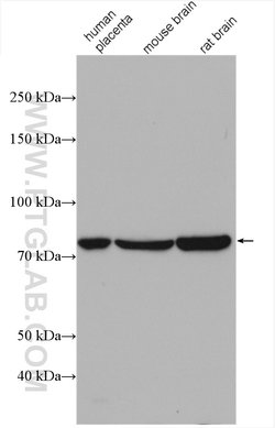 Calpain 2 Rabbit anti-Human, Mouse, Rat, Polyclonal, Proteintech 150 &mu;L;