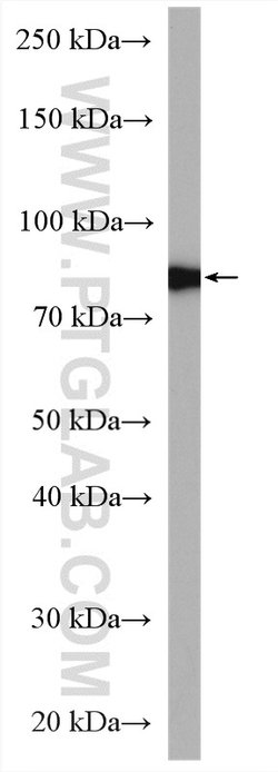 Calpain 2 Rabbit anti-Human, Mouse, Rat, Polyclonal, Proteintech 150 &mu;L;