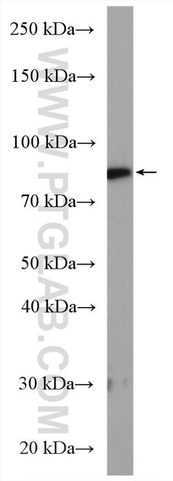 Calpain 2 Rabbit anti-Human, Mouse, Rat, Polyclonal, Proteintech 150 &mu;L;