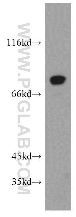 AGS3 Rabbit anti-Human, Mouse, Rat, Polyclonal, Proteintech:Antibodies:Primary