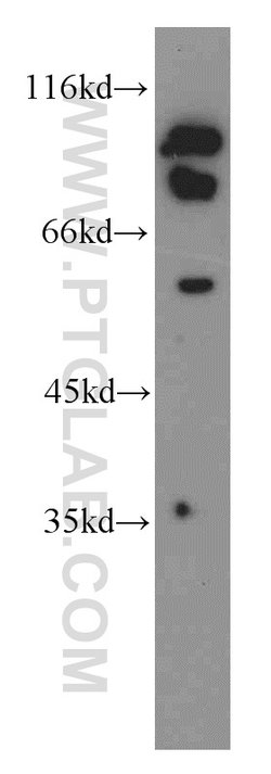AGS3 Rabbit anti-Human, Mouse, Rat, Polyclonal, Proteintech:Antibodies:Primary