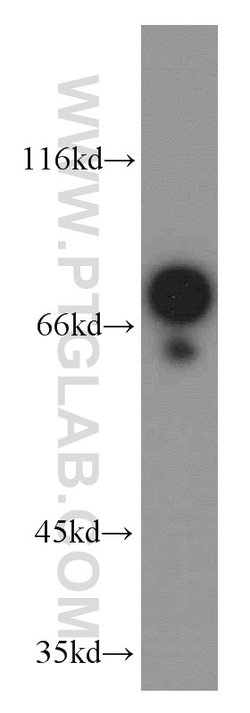 AGS3 Rabbit anti-Human, Mouse, Rat, Polyclonal, Proteintech:Antibodies:Primary