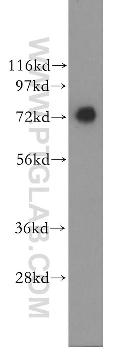 AGS3 Rabbit anti-Human, Mouse, Rat, Polyclonal, Proteintech:Antibodies:Primary