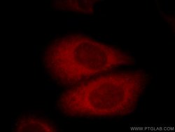 AGS3 Rabbit anti-Human, Mouse, Rat, Polyclonal, Proteintech:Antibodies:Primary