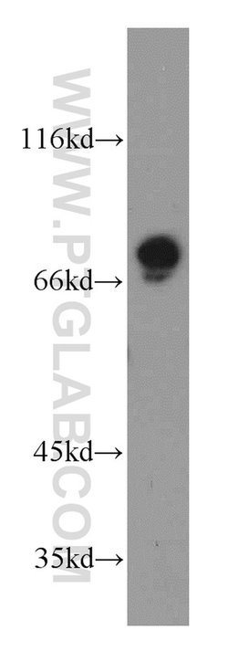 AGS3 Rabbit anti-Human, Mouse, Rat, Polyclonal, Proteintech:Antibodies:Primary