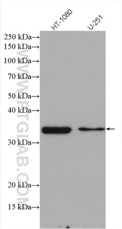 SCMH1 Rabbit anti-Human, Mouse, Rat, Polyclonal, Proteintech:Antibodies:Primary