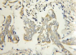 FBXW2 Rabbit anti-Human, Mouse, Rat, Polyclonal, Proteintech:Antibodies:Primary