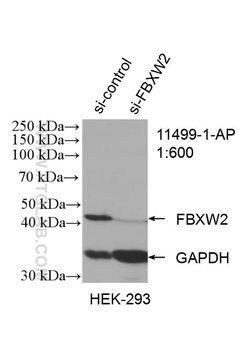 FBXW2 Rabbit anti-Human, Mouse, Rat, Polyclonal, Proteintech:Antibodies:Primary