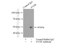FNTB Rabbit anti-Human, Mouse, Rat, Polyclonal, Proteintech 20 &mu;L; Unconjugated:Antibodies,