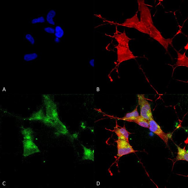 HCN4 Cyclic nucleotidegated Channel Monoclonal Antibody (S11410), QED Fisher Scientific