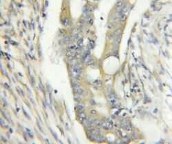 YME1L1 Rabbit anti-Human, Mouse, Rat, Polyclonal, Proteintech:Antibodies:Primary