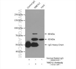YME1L1 Rabbit anti-Human, Mouse, Rat, Polyclonal, Proteintech:Antibodies:Primary