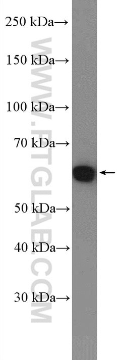 YME1L1 Rabbit anti-Human, Mouse, Rat, Polyclonal, Proteintech:Antibodies:Primary