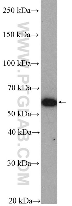 YME1L1 Rabbit anti-Human, Mouse, Rat, Polyclonal, Proteintech:Antibodies:Primary