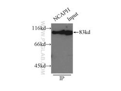NCAPH Rabbit anti-Human, Mouse, Rat, Polyclonal, Proteintech 150 &mu;L;