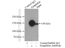 Symplekin Rabbit anti-Human, Mouse, Rat, Polyclonal, Proteintech 20 &mu;L;
