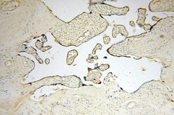 Symplekin Rabbit anti-Human, Mouse, Rat, Polyclonal, Proteintech 20 &mu;L;