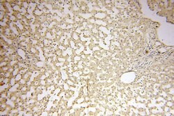 Symplekin Rabbit anti-Human, Mouse, Rat, Polyclonal, Proteintech 20 &mu;L;