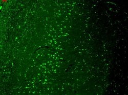 TrpV3 Cation Channel Monoclonal Antibody (S15-4), QED Bioscience 100 &mu;g;