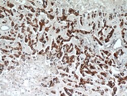 ECM1 Rabbit anti-Human, Mouse, Rat, Polyclonal, Proteintech:Antibodies:Primary