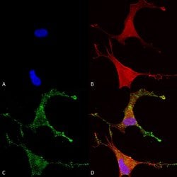 Cav beta Ca+2 Channel Monoclonal Antibody (S8b-1), QED Bioscience 100 &mu;g;