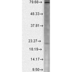 Cav beta Ca+2 Channel Monoclonal Antibody (S8b-1), QED Bioscience 100 &mu;g;