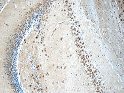 UCHL5 Rabbit anti-Human, Mouse, Rat, Polyclonal, Proteintech:Antibodies:Primary