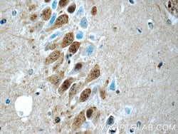 UCHL5 Rabbit anti-Human, Mouse, Rat, Polyclonal, Proteintech:Antibodies:Primary