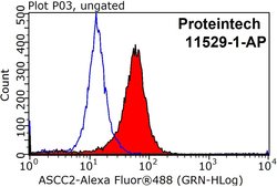 ASCC2 Rabbit anti-Human, Mouse, Rat, Polyclonal, Proteintech 150 &mu;L;