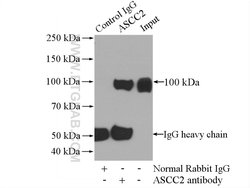 ASCC2 Rabbit anti-Human, Mouse, Rat, Polyclonal, Proteintech 150 &mu;L;