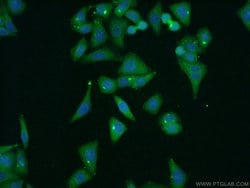 FBF1 Rabbit anti-Human, Mouse, Polyclonal, Proteintech:Antibodies:Primary