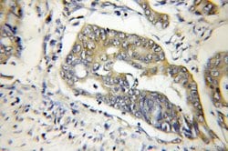 FBF1 Rabbit anti-Human, Mouse, Polyclonal, Proteintech:Antibodies:Primary